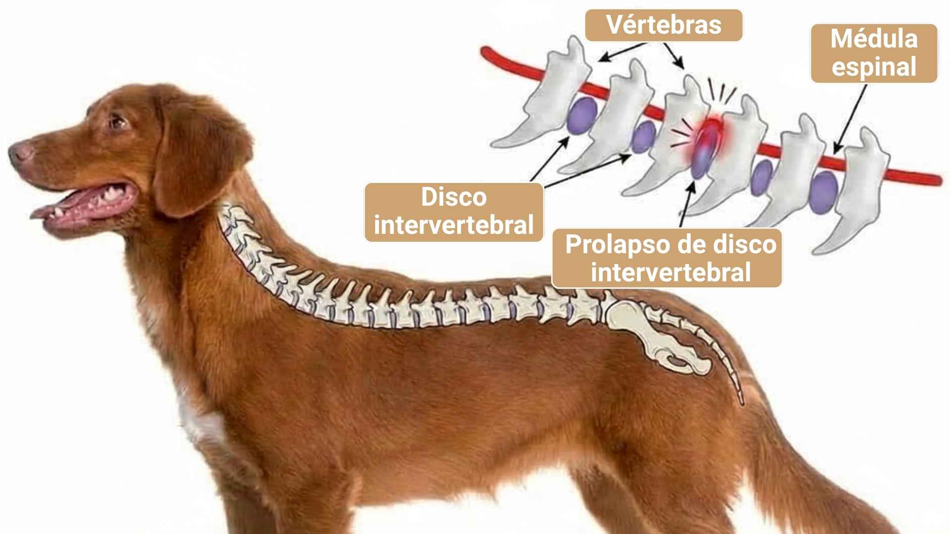 Hernia discal en perros